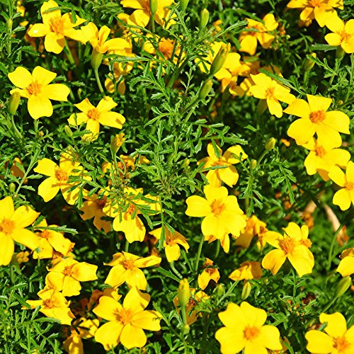 Signet Marigold Flower Garden Seeds - Gem Series - Lemon - 1000 Seeds - Annual Flower Gardening Seed - Tagetes signata