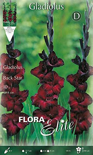 Flora Elite 483434 Gladiole Back Star (10 Stück) (Gladiolenzwiebeln)