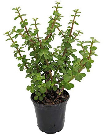 Arbusto Elefante Planta Suculenta Portulacaria Africa Atrae Dinero y Suerte Árbol Abundancia