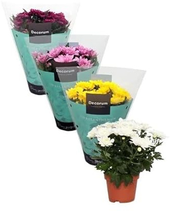 Chrysanthemum - Pack 4 Plantas - Flores de Colores - Plantas Naturales de Interior y Exterior