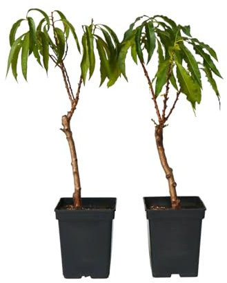 Plant in a Box - Prunus Persica Bonanza - 2er Set - Zwergpfirsichbaum - Schöne rosa Blüte - Gartenpflanze - Topf 15cm - Höhe 60-70cm