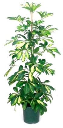 Planta natural Schefflera, 80-90 cm. Planta paraguas. Planta tropical de hojas verdes brillantes, fácil de cuidar y perfecta para interiores. Segura Garden.