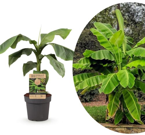 My Green Help – 1x Musa basjoo (Banano del Giappone) – Pianta Tropicale Resistente al Freddo - Vaso Ø21 cm, H 70–80 cm – Per aiuole, vasi e giardini