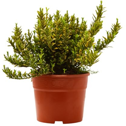 Verdecora Euonymus Microphyllus en maceta de Ø15cm | Euonymus japonicus microphyllus | Arbusto Compacto y Resistente | Ideal para Bordes, Setos Bajos y Jardines Ornamentales