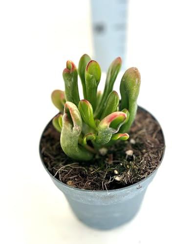 Crassula Horntree Tricolor - Piante Grasse vere da interno ed esterno, Piante Succulente vera da esterno e interno, grandi. In vaso 13