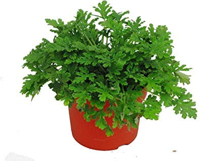 Rosengeranien Pelargonium Graveolens Samen, 120 Stück, Familie Geraniaceae Qu Weng Cao Blumensamen, Rosenduft Pelargonium Samen