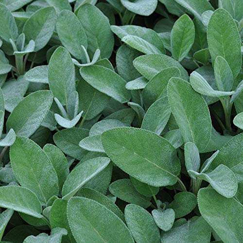 Sage Plants, Ready for The Garden. 'Culinaria'. Salvia. Perennial Cooking Herb. Silver Leaf sage. 9cm Plant x 2. Available from Bedwen Plants.