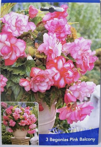 3 Bulbes de Bégonias Pink Balcony