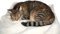 ADEPTNA Large Self Heating Pet Bed Super Soft Comfortable For Cats Kittens Dogs Puppy Animal Pet- Quality Thermal Performance - Super Sheepskin Style (MEDIUM (64 x 49cm))