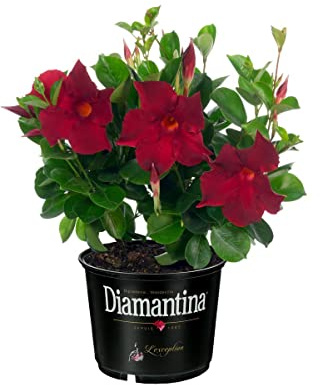 Dipladenia o Jazmín de Argentina ROJO Natural Planta Tapizante de Exterior