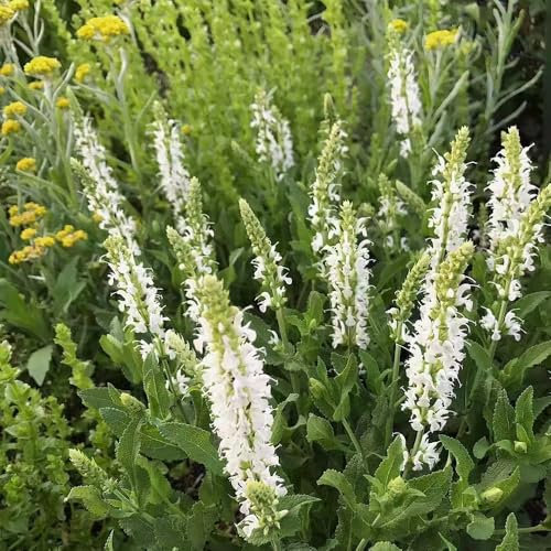 salbeisamen topfpflanzen pflanzensamen kräutergarten geschenk zimmerpflanze balkon blumen samen exotische pflanzen blumensamen winterharte pflanzen für balkon, garten geschenke für 10pcs