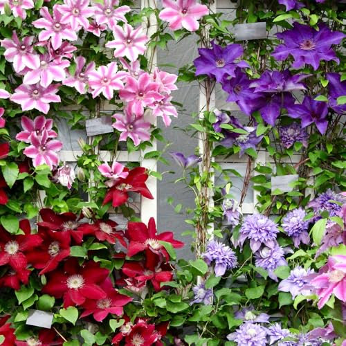 100 Stück Clematis Blumensamen Mix - Bunte Kletterpflanzen Winterhart Mehrjährig Pflanze Flower Seeds Für Garten, Kübel & Balkon Clematis Samen Für Rankgitter, Zaun & Sichtschutz