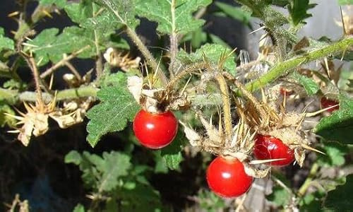 POMODORO LITCHI - POMODORO SPINA, 15 semi- semi freschi