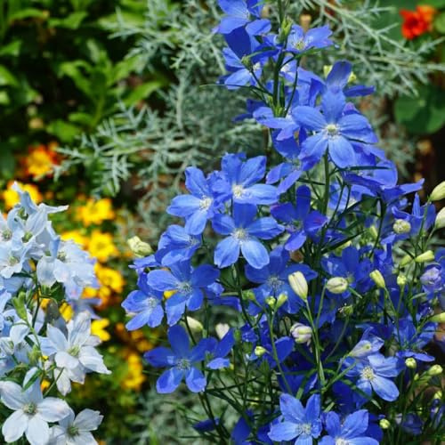 semi di delphinium, delphinium rare, decorazione soggiorno di recisi decorativi resistenti balcone selvatici da balcone resistenti 60pcs