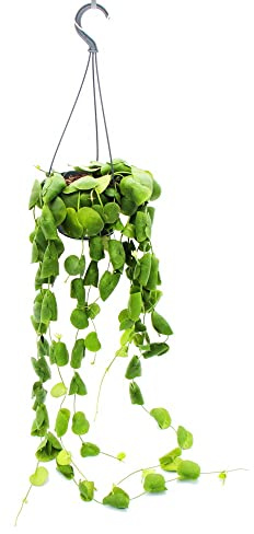 Exotenherz - Zimmerpflanze zum Hängen - Dischidia platyphylla - Urnenpflanze - 14cm Ampeltopf