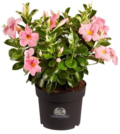 Dipladenia o Jazmín de Argentina Natural Planta Tapizante de Exterior