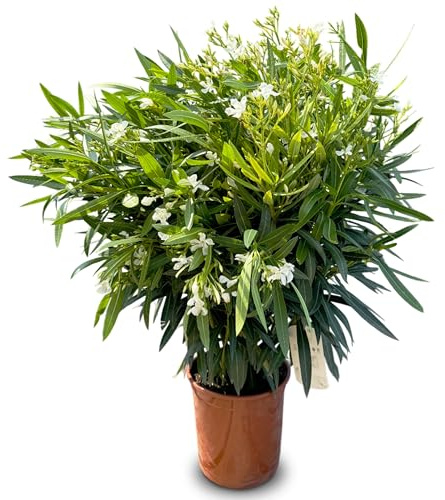Sunny Tree - Pflanze - Oleander - Nerium Oleander - Farbe Weiß - Höhe 100-120 cm - für draußen - Immergrün im Winter