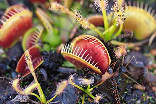 Drosera Venere acchiappamosche Semi Insettivori Semi Drosera peltata Garden piantare i semi dei Famiglia vaso-100 PZ di tantarashop