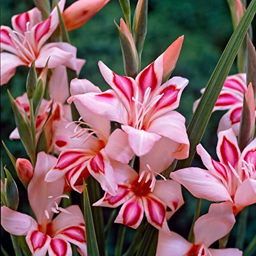 Tolera el frío.Hojas altas y grandes. Gladiolo que no requieren pregerminación, Gladiolo Rizoma, Perfectas para Jardines,-8 Gladiolus-D