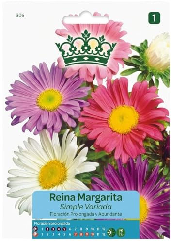 Semillas de Margarita Reina para Cultivar Flores Ornamentales en Casa y Jardines Soleados | DECOALIVE