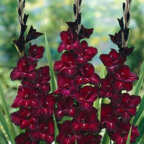 schone Gladiolus Large Flowering – Long-Lasting Cut-Flowers – Perennial – Summer Flowering Bulbs – for Your Beautiful Garden (10 x Gladiolus Large Flowering Back Star)