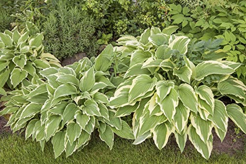 Hosta sieboldii 'Bianca' ca. 11x11 cm Topf - Funkie, weiße Blüten, Blütezeit Juli-August, ideal für schattige Standorte, pflegeleicht und winterhart