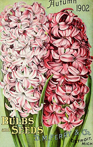 DM Ferry Bulbs & Seed Catalogue 1902 Hyacinths Poster Print by Unknown (24 x 36)