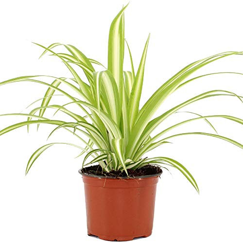 Chlorophytum Variegatum Phalangère pour la Maison ou le Bureau (de 20 à30 cm pot inclus)