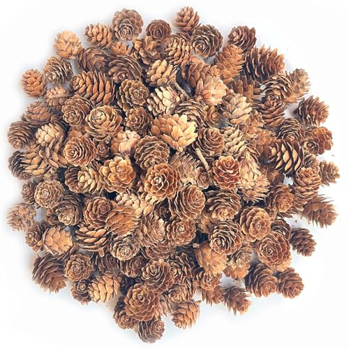 Mini Pine Cones for Craft, POTWPOT 100 Pieces Christmas Pine Cones Natural Pine Cones Small Pinecones for Christmas Party Ornament DIY Crafts Home Decoration(1-2cm)