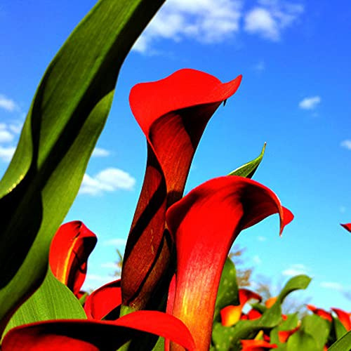 bulbi di calla - Zantedeschia aethiopica - resistenti pascoli balcone giardino roccioso 4pcs