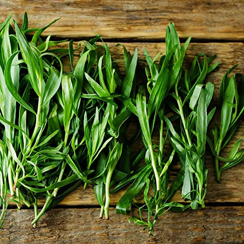 semillas de estragón extraño productos sostenibles jardín de verdes orgánicas cultivo jardín resistentes semillas jardineros 700pcs