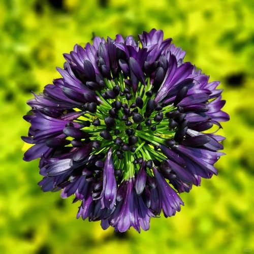 semillas de agapanto - jardín Decoración orgánicas 300pcs