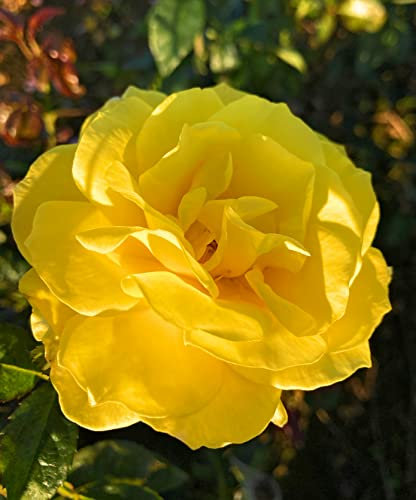 Yellow Floribunda Rose Bush 'Chinatown' (Root Wrapped) Free UK Postage