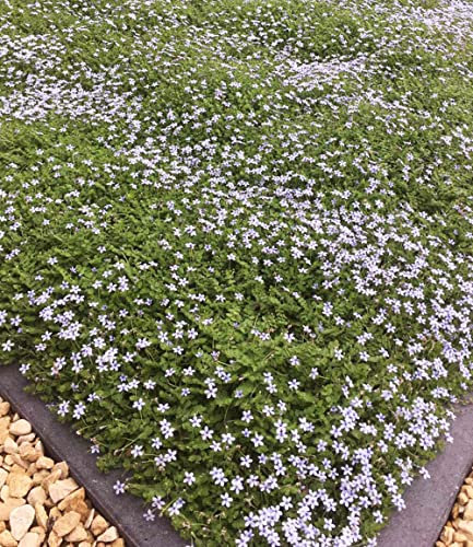 BALDUR Garten Winterharter Bodendecker Isotoma 'Blue Foot®', 50 Pflanzen Isotoma fluviatilis trittfest, Blauer Bubikopf Gaudich Rasen-Ersatz |blüht monatelang | mehrjährig