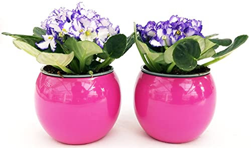 POWERS TO FLOWERS - SAINTPAULIA VIOLA/BIANCA, 2 PIANTE VASO CERAMICA SFERICO ROSA, VIOLETTA AFRICANA, pianta vera