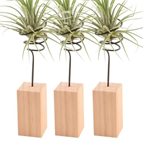 Soporte para plantas de aire, soporte para plantas de aire, soporte para plantas de aire, contenedor para plantas de aire, soporte para plantas de aire, soporte para plantas, soporte para plantas de