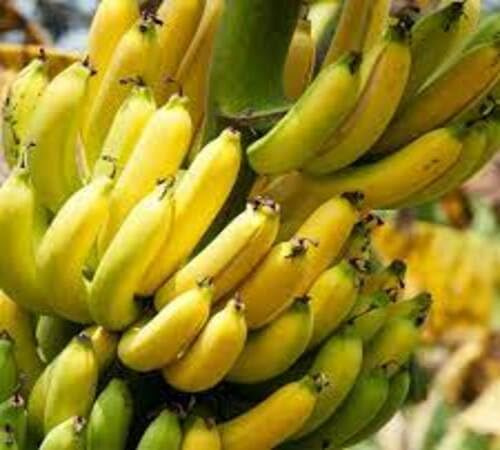 100 semi di banana gialla
