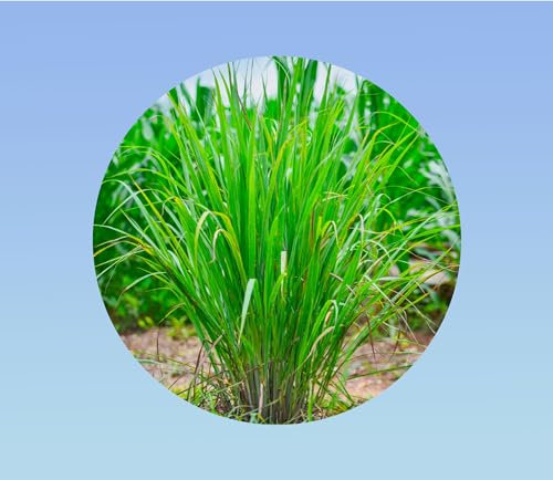 1000 graines de citronnelle - lemongrass - Cymbopogon citratus