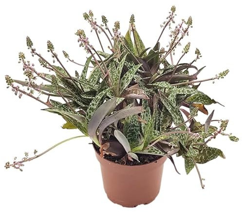 Fangblatt – Ledebouria socialis 'Violacea' – pflegeleichte Zwiebelpflanze im Ø 10,5 cm Topf – dekorative Sukkulente mit violett-grünem Blattschmuck