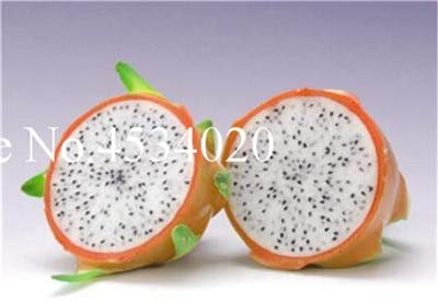 Graines De Fruits Pitaya Fraîches À Planter Rouge Clair Paquet De 100 Graines