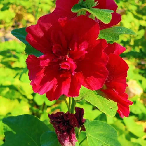 semi di malvarosa, malvarosa Decorazioni autunnali per un giardino resistente da giardino da d'appartamento rare recisi ornamentali per luoghi 200semi