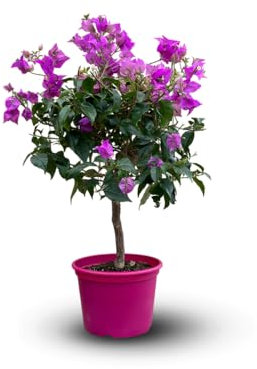 Attitude Jardin - Bougainvillier tige - plante fleurie - 60-70 cm - ⌀ 19 cm - plante d'extérieur