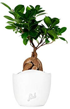 Ficus Ginseng Mini Altezza 36 cm, Pianta Vera, Pianta da Interno, con Vaso artigianale di Terracotta - Bianco Onda