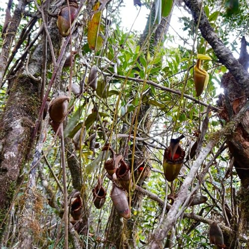 fleischfressende kannenpflanze für sonnige plätze nepenthes zimmer pflanzensamen herbst deko zimmerbonsai 125samen