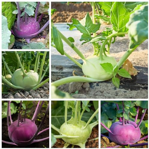semi di cavolo rapa biologici, giardino interno balcone esotico 200pcs