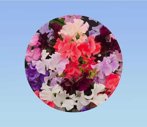 200 graines Pois de senteur - spencer varié - floraison abondante