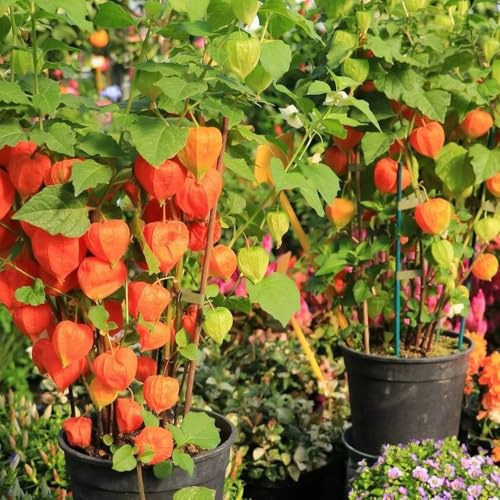 Semillas de Physalis - semillas de Physalis peruana, uchuva, resistentes para el jardín variedades antiguas 350pcs