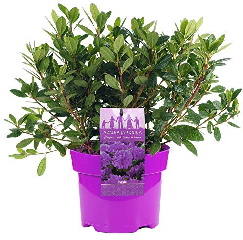 AZALEE DU JAPON VIOLETTE ARBUSTE À FEUILLES PERSISTANTES PLANTE DE JARDIN RUSTIQUE EN 2L POT x 1