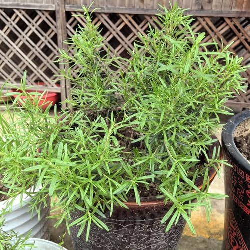 semi di rosmarino raro copertura del terreno balcone giardino selvatiche varietà antiche 500pcs