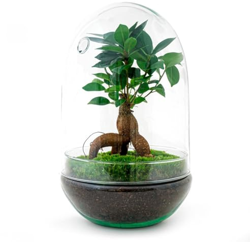 urbanjngl - Egg XL Bonsai Terrarium - Zweiteilige Glaskuppel DIY Kit - Ø 17,5 cm, Höhe 30 cm - Ideal für Pflanzen-Ökosysteme, dekorativ und pflegeleicht